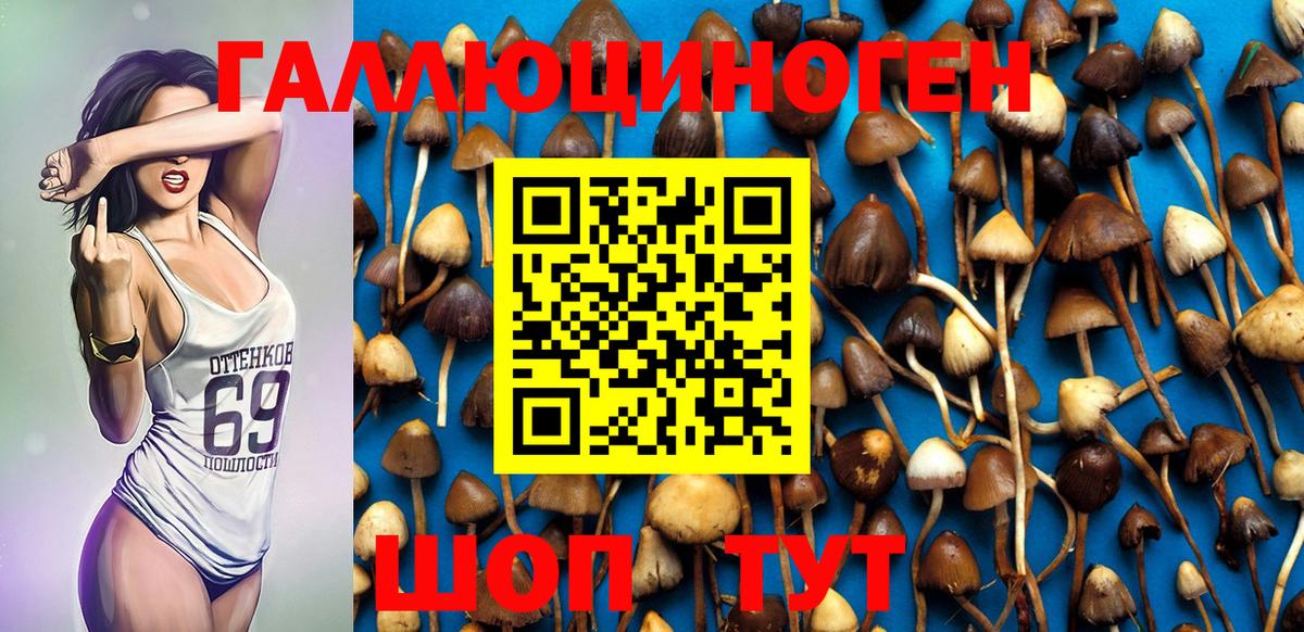 Галлюциногенные грибы Psilocybine cubensis Петровск